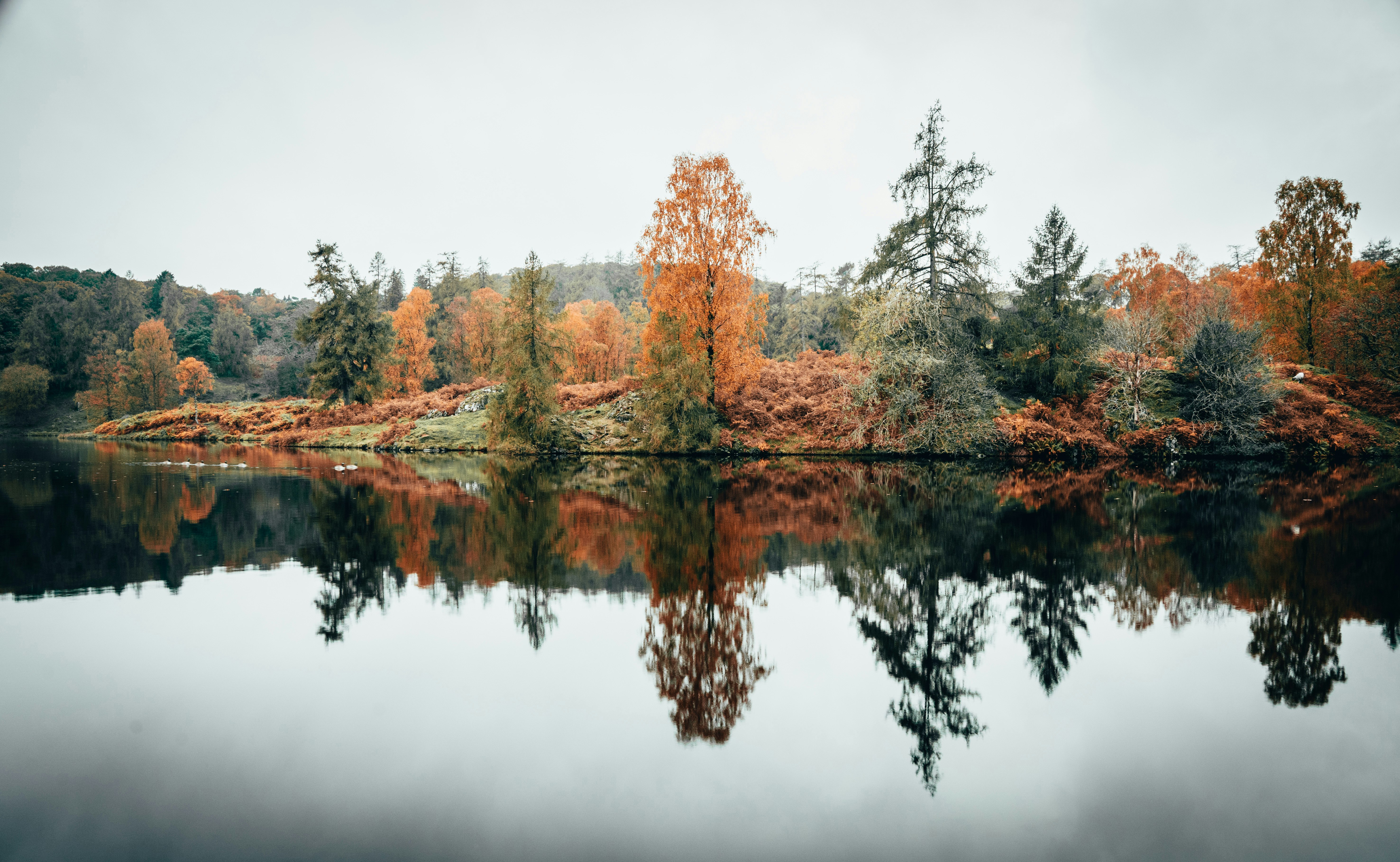 brown trees beside body of water during daytime